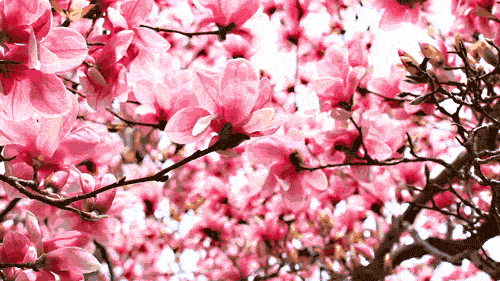 三月的桃花水,是春天的明镜,仿写句子老师是，三月的桃花水,是春天的明镜,仿写句子比喻句
